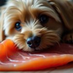 La peau de saumon : un aliment sûr et bénéfique pour votre chien ?
